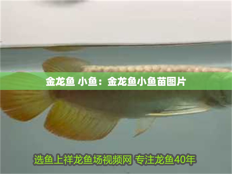 金龍魚 小魚：金龍魚小魚苗圖片