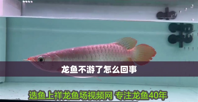 龍魚不游了怎么回事