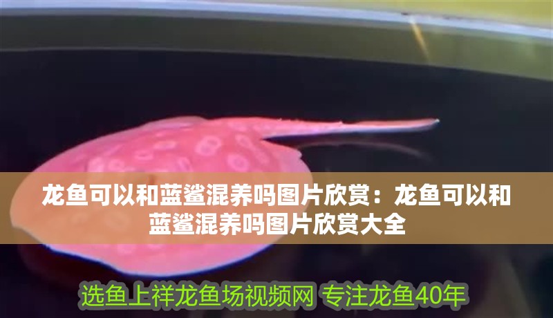 龍魚可以和藍(lán)鯊混養(yǎng)嗎圖片欣賞：龍魚可以和藍(lán)鯊混養(yǎng)嗎圖片欣賞大全