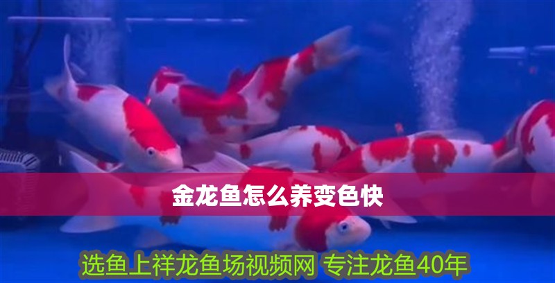 金龍魚怎么養變色快