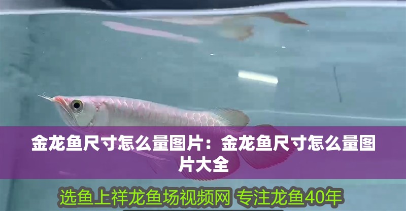 金龍魚尺寸怎么量圖片：金龍魚尺寸怎么量圖片大全
