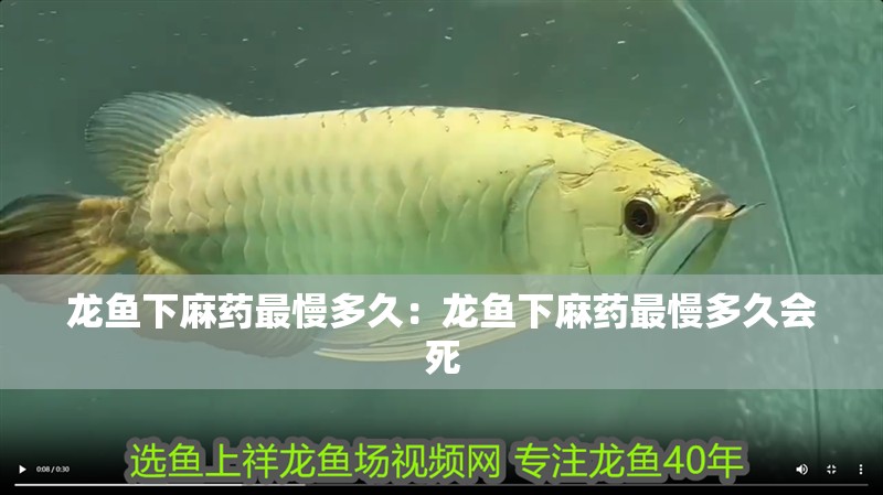 龍魚下麻藥最慢多久：龍魚下麻藥最慢多久會死