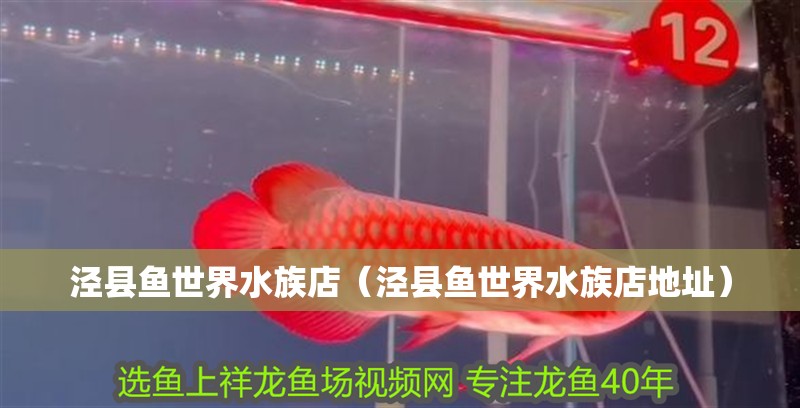 涇縣魚世界水族店（涇縣魚世界水族店地址）
