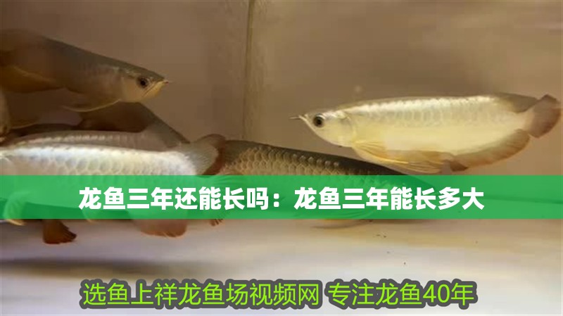 龍魚三年還能長嗎：龍魚三年能長多大
