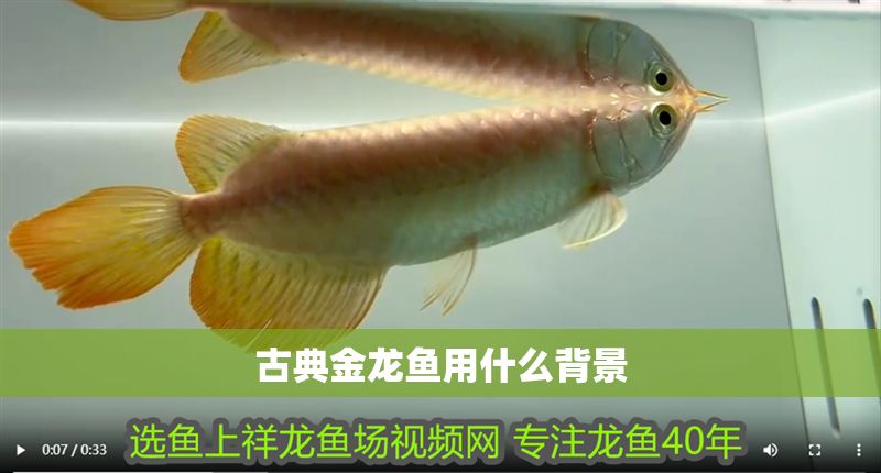 古典金龍魚用什么背景