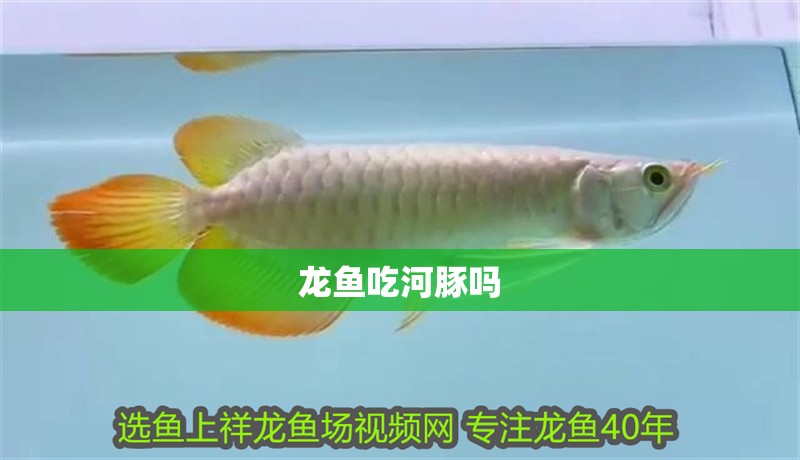 龍魚吃河豚嗎 龍魚百科 第1張 龍魚吃河豚嗎 龍魚吃河豚嗎 龍魚百科 第1張