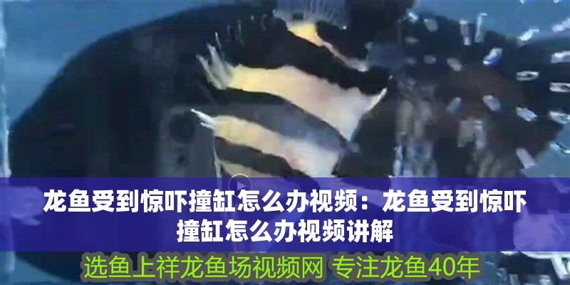 龍魚受到驚嚇撞缸怎么辦視頻：龍魚受到驚嚇撞缸怎么辦視頻講解 龍魚受到驚嚇撞缸怎么辦視頻：龍魚受到驚嚇撞缸怎么辦視頻講解 水族問答