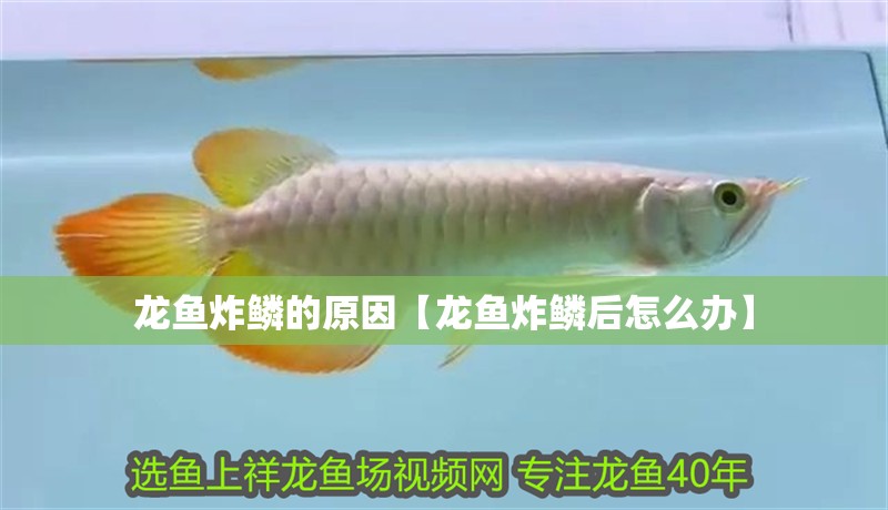 龍魚炸鱗的原因【龍魚炸鱗后怎么辦】