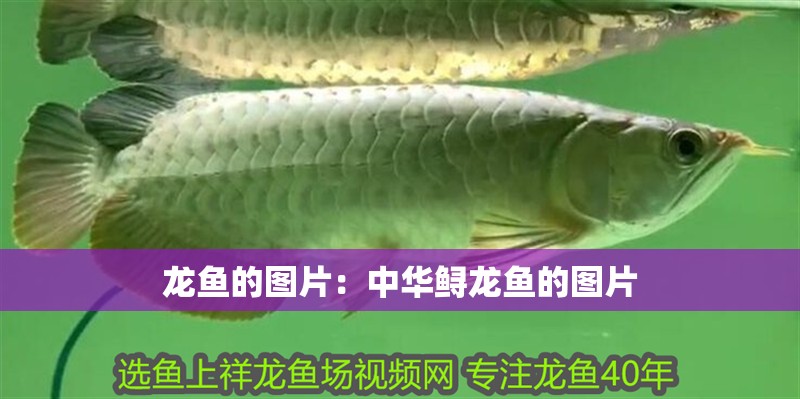 龍魚的圖片：中華鱘龍魚的圖片