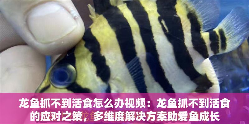 龍魚抓不到活食怎么辦視頻：龍魚抓不到活食的應(yīng)對(duì)之策，多維度解決方案助愛(ài)魚成長(zhǎng)