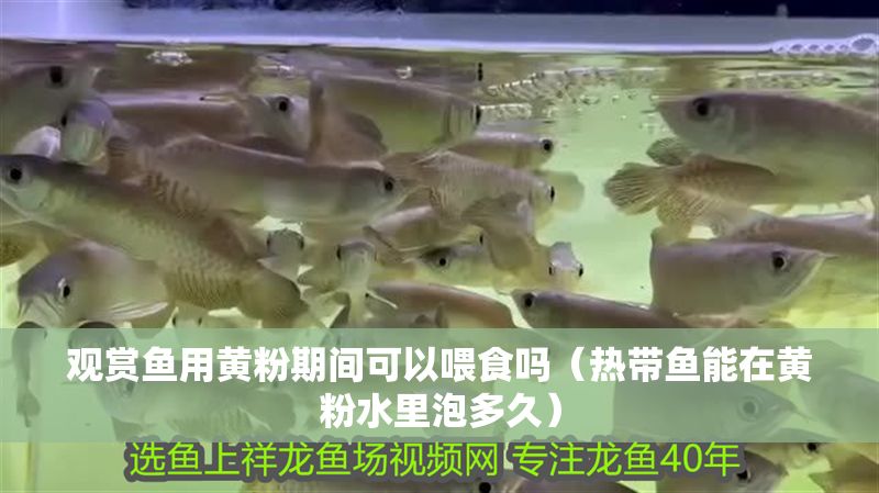 觀賞魚用黃粉期間可以喂食嗎（熱帶魚能在黃粉水里泡多久）