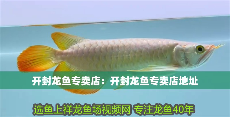 開封龍魚專賣店：開封龍魚專賣店地址 開封龍魚專賣店：開封龍魚專賣店地址 水族問答