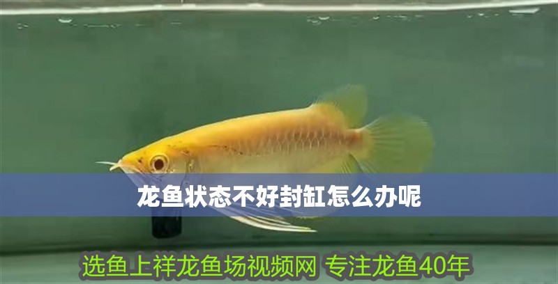 龍魚狀態不好封缸怎么辦呢