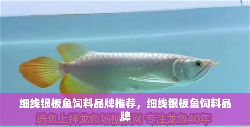 細線銀板魚飼料品牌推薦，細線銀板魚飼料品牌
