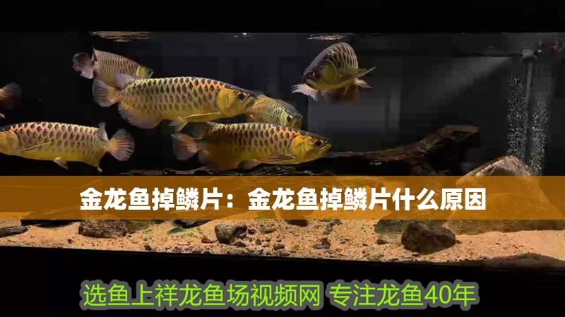 金龍魚掉鱗片：金龍魚掉鱗片什么原因