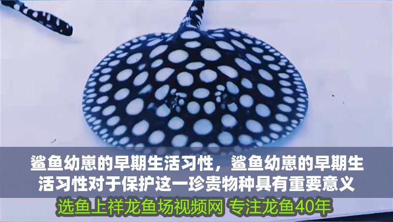 鯊魚幼崽的早期生活習性，鯊魚幼崽的早期生活習性對于保護這一珍貴物種具有重要意義