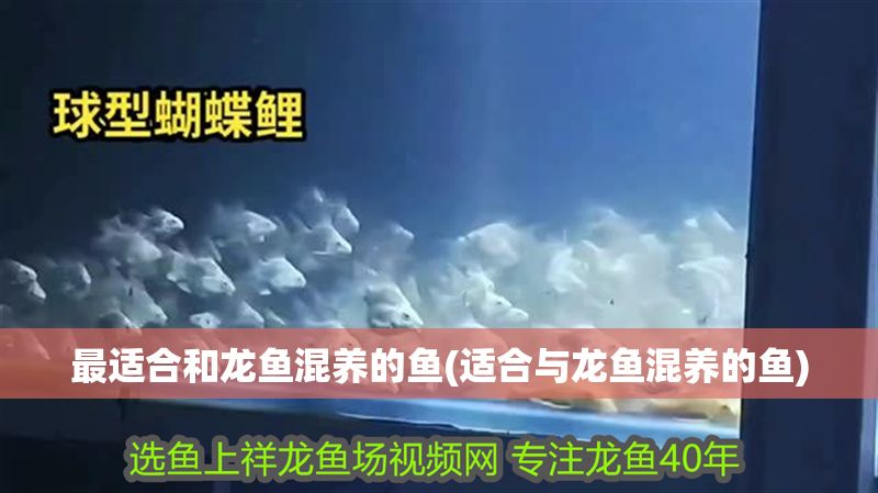 最適合和龍魚混養的魚(適合與龍魚混養的魚)