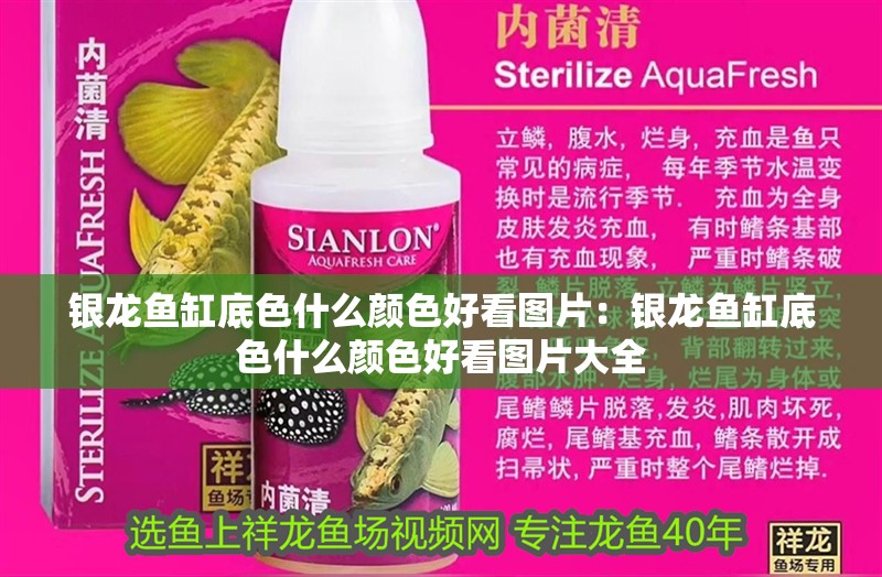 銀龍魚缸底色什么顏色好看圖片：銀龍魚缸底色什么顏色好看圖片大全
