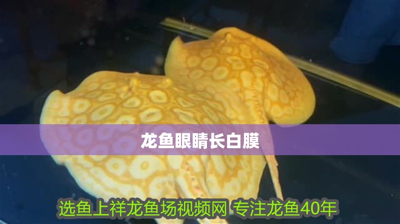 龍魚眼睛長白膜