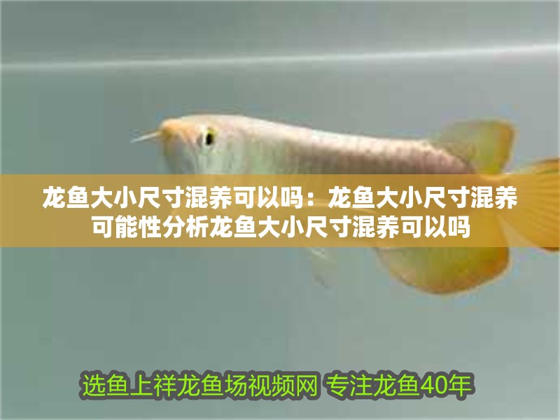 龍魚大小尺寸混養可以嗎:龍魚大小尺寸混養可能性分析龍魚大小尺寸混養可以嗎 龍魚百科 第2張 龍魚大小尺寸混養可以嗎:龍魚大小尺寸混養可能性分析龍魚大小尺寸混養可以嗎 龍魚大小尺寸混養可以嗎:龍魚大小尺寸混養可能性分析龍魚大小尺寸混養可以嗎 龍魚百科 第2張