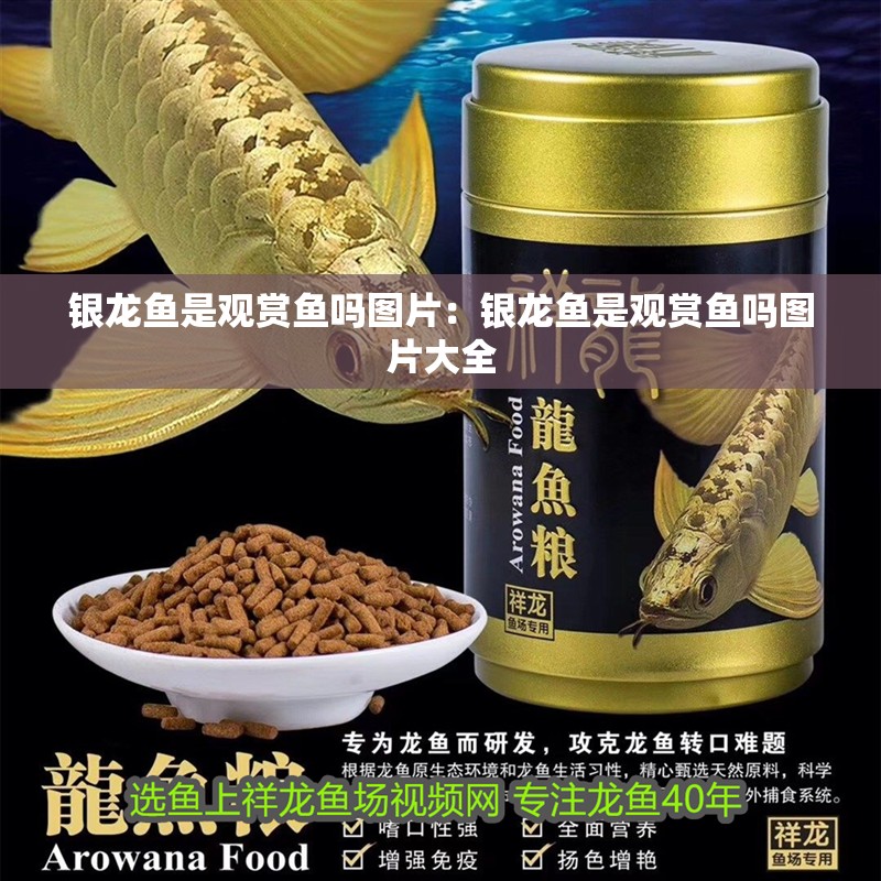 銀龍魚是觀賞魚嗎圖片：銀龍魚是觀賞魚嗎圖片大全