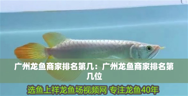廣州龍魚商家排名第幾：廣州龍魚商家排名第幾位