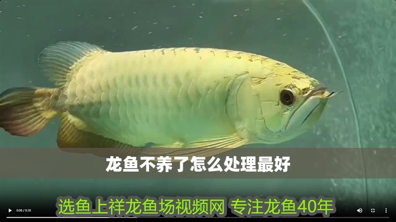 龍魚不養(yǎng)了怎么處理最好