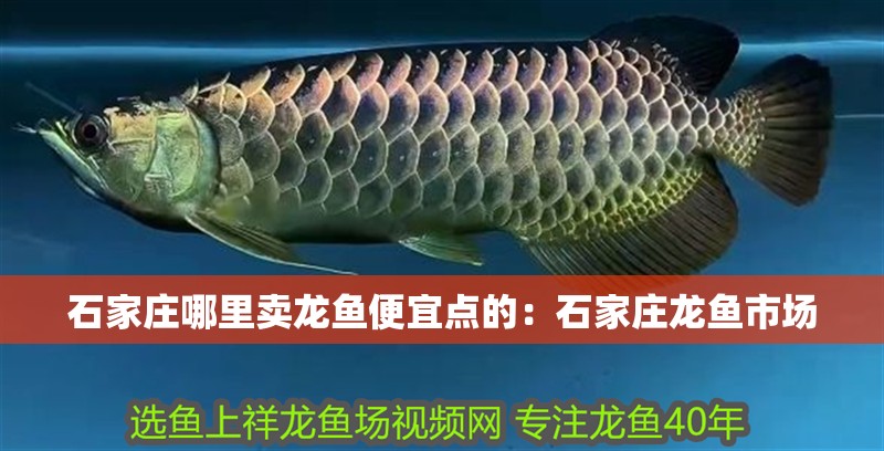 石家莊哪里賣龍魚便宜點的：石家莊龍魚市場