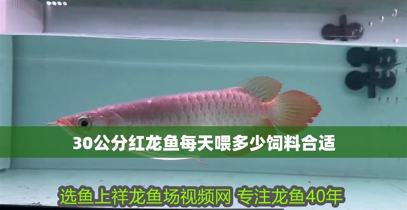 30公分紅龍魚每天喂多少飼料合適