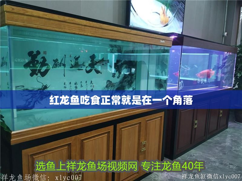 紅龍魚吃食正常就是在一個角落