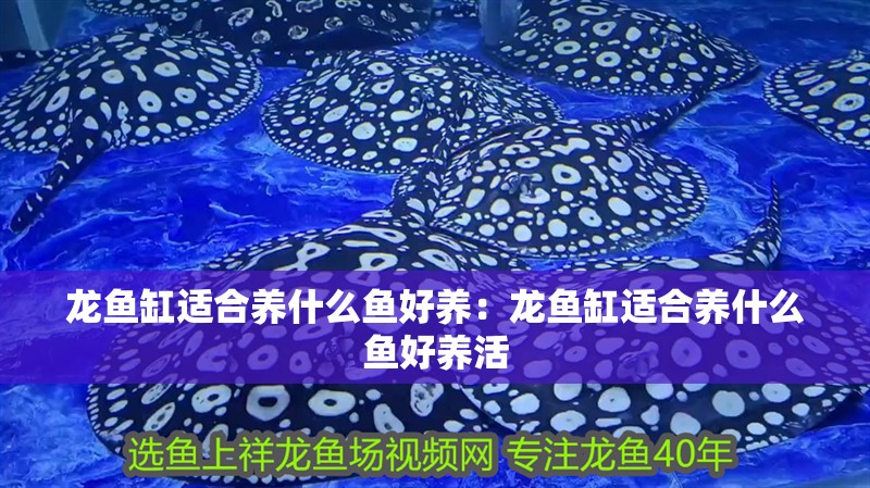 龍魚缸適合養什么魚好養：龍魚缸適合養什么魚好養活
