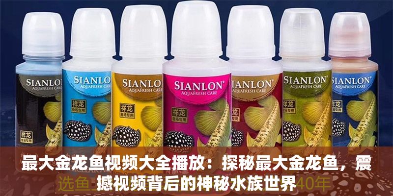最大金龍魚(yú)視頻大全播放：探秘最大金龍魚(yú)，震撼視頻背后的神秘水族世界