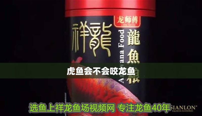 虎魚會不會咬龍魚