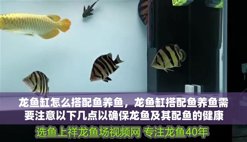 龍魚缸怎么搭配魚養魚，龍魚缸搭配魚養魚需要注意以下幾點以確保龍魚及其配魚的健康