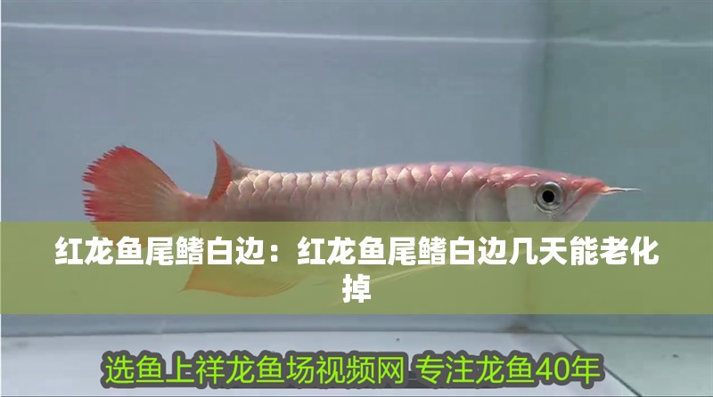 紅龍魚尾鰭白邊：紅龍魚尾鰭白邊幾天能老化掉