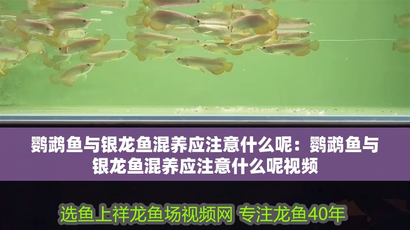 鸚鵡魚與銀龍魚混養應注意什么呢：鸚鵡魚與銀龍魚混養應注意什么呢視頻