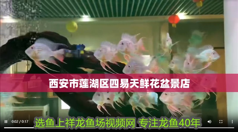 西安市蓮湖區四易天鮮花盆景店 西安市蓮湖區四易天鮮花盆景店 全國水族館企業名錄 第2張