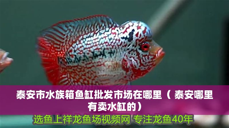 泰安市水族箱魚(yú)缸批發(fā)市場(chǎng)在哪里（ 泰安哪里有賣(mài)水缸的）