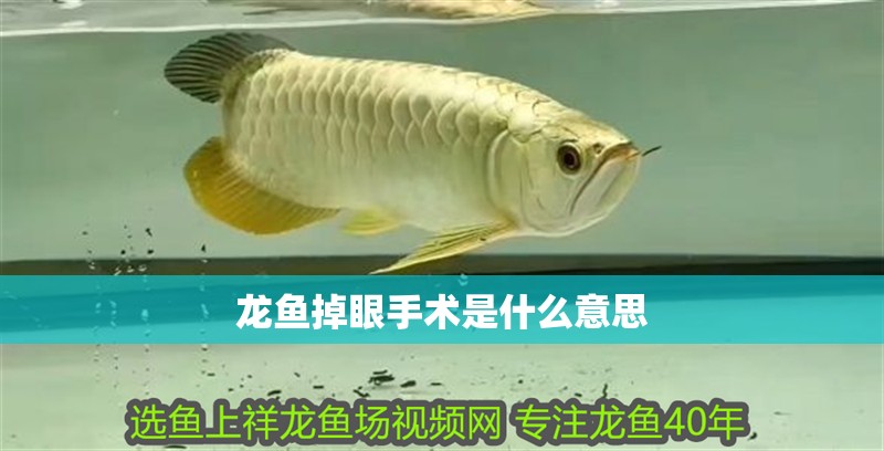 龍魚掉眼手術是什么意思