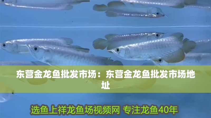 東營金龍魚批發(fā)市場：東營金龍魚批發(fā)市場地址