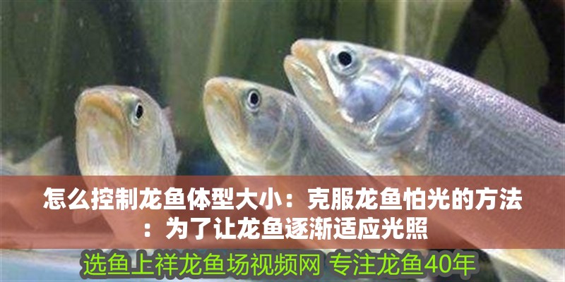 怎么控制龍魚體型大小：克服龍魚怕光的方法：為了讓龍魚逐漸適應光照