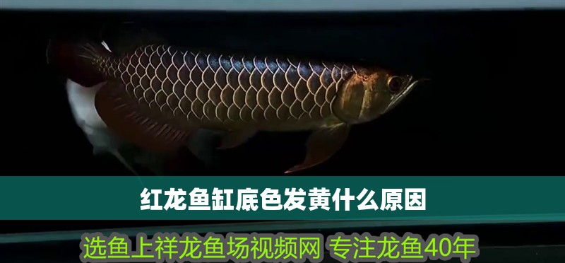 紅龍魚缸底色發(fā)黃什么原因