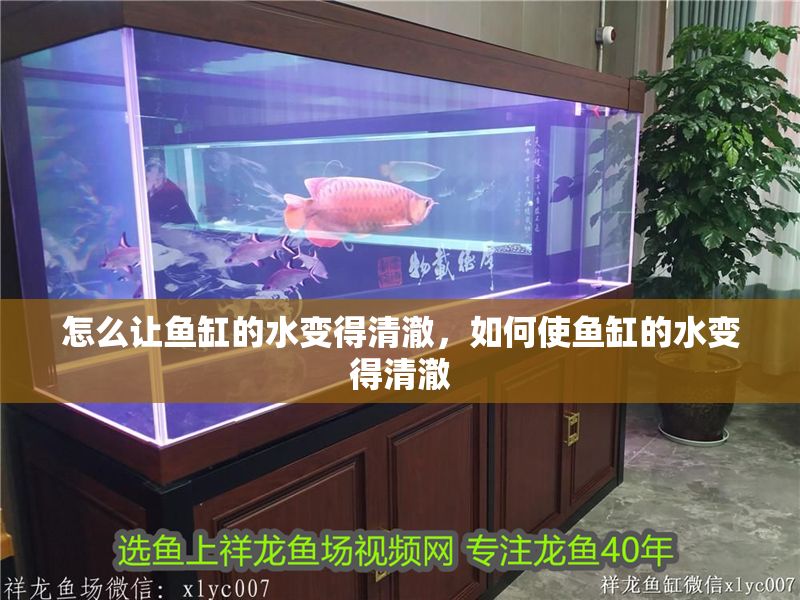 怎么讓魚缸的水變得清澈，如何使魚缸的水變得清澈 怎么讓魚缸的水變得清澈，如何使魚缸的水變得清澈 魚缸百科 第2張