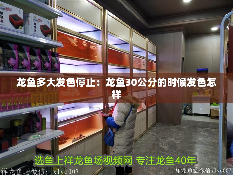 龍魚多大發(fā)色停止：龍魚30公分的時候發(fā)色怎樣