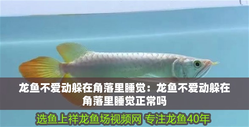 龍魚不愛動躲在角落里睡覺：龍魚不愛動躲在角落里睡覺正常嗎 龍魚不愛動躲在角落里睡覺：龍魚不愛動躲在角落里睡覺正常嗎 水族問答