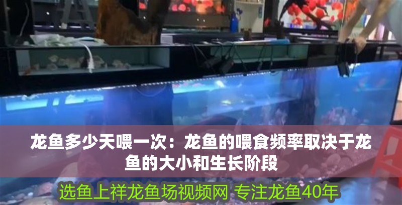 龍魚多少天喂一次：龍魚的喂食頻率取決于龍魚的大小和生長階段