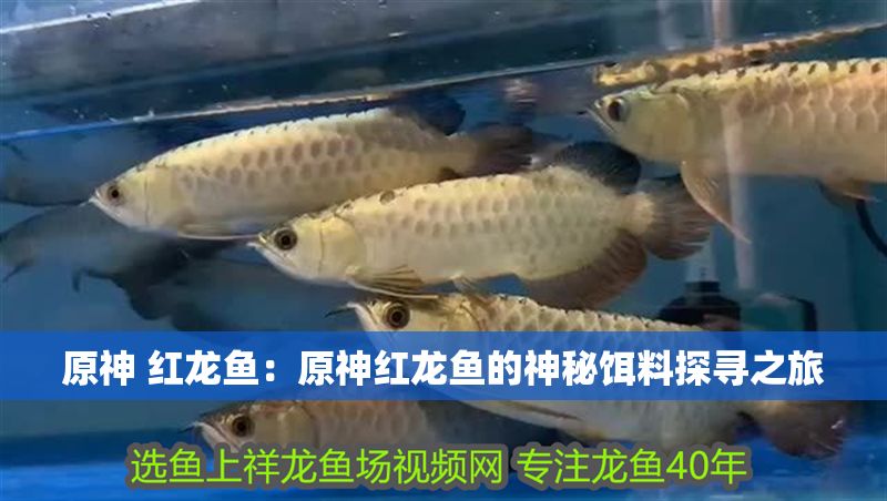 原神 紅龍魚(yú)：原神紅龍魚(yú)的神秘餌料探尋之旅