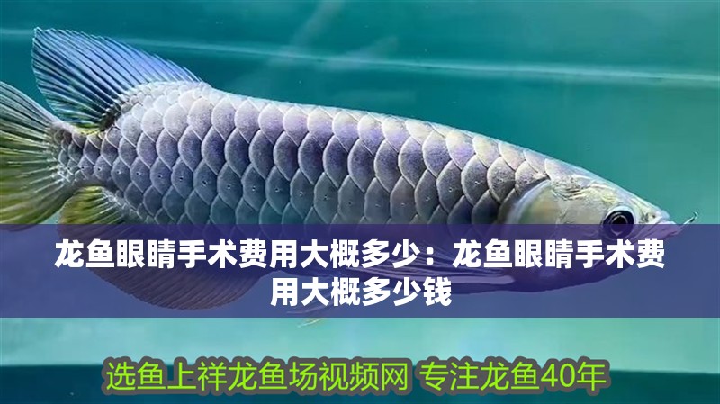 龍魚眼睛手術費用大概多少：龍魚眼睛手術費用大概多少錢
