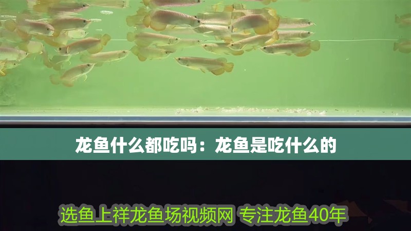 龍魚什么都吃嗎：龍魚是吃什么的
