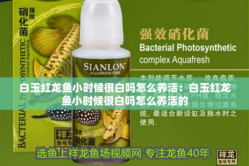 白玉紅龍魚小時候很白嗎怎么養活：白玉紅龍魚小時候很白嗎怎么養活的